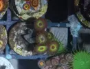 [TodoMarino.com] Esquejes varios baratos: zoanthus, monti, histrix - Seseña o Madrid