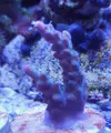 [TodoMarino.com] Esqueje acropora shortcake - Seseña o Madrid