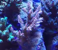 [TodoMarino.com] Esqueje acropora shortcake - Seseña o Madrid