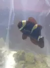 [TodoMarino.com] vendo o cambio peces barcelona