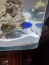 [TodoMarino.com] vendo o cambio peces barcelona