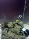 [TodoMarino.com] vendo o cambio peces barcelona