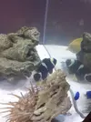 [TodoMarino.com] vendo o cambio peces barcelona