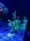 [TodoMarino.com] Acropora divaricata XXL 50€ (VENDIDA)