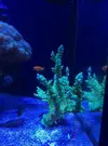 [TodoMarino.com] Acropora divaricata XXL 50€ (VENDIDA)