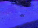 [TodoMarino.com] Primer Acuario Marino