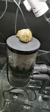 [TodoMarino.com] Limpieza de sustrato y espuma densa skimmer