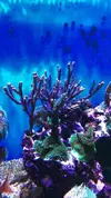 [TodoMarino.com] Vendo Pocillophora Damicornis, muy grande y esquejes de Digitata Azul - Rivas Vaciamadrid, Madrid