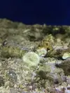 [TodoMarino.com] Q molusco o caracol es? Y anemona