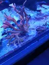 [TodoMarino.com] Vendo Esquejes ( montiporas varias) - Madrid