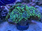 [TodoMarino.com] Zoanthus Euphilya Caulastrea - Algeciras