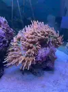 [TodoMarino.com] Zoanthus Euphilya Caulastrea - Algeciras