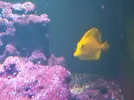 [TodoMarino.com] VENDO PARACNTHUS HEPATUS y ZEBRASOMA FLAVESCENS - barcelona
