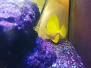 [TodoMarino.com] VENDO PARACNTHUS HEPATUS y ZEBRASOMA FLAVESCENS - barcelona