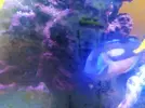 [TodoMarino.com] VENDO PARACNTHUS HEPATUS y ZEBRASOMA FLAVESCENS - barcelona