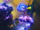 [TodoMarino.com] VENDO PARACNTHUS HEPATUS y ZEBRASOMA FLAVESCENS - barcelona
