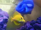 [TodoMarino.com] VENDO PARACNTHUS HEPATUS y ZEBRASOMA FLAVESCENS - barcelona