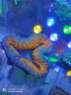 [TodoMarino.com] Corales, peces y equipos varios - Valencia