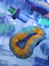 [TodoMarino.com] Corales, peces y equipos varios - Valencia