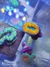 [TodoMarino.com] Corales, peces y equipos varios - Valencia