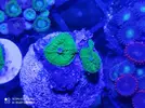 [TodoMarino.com] Corales, peces y equipos varios - Valencia
