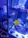 [TodoMarino.com] Corales, peces y equipos varios - Valencia