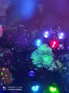 [TodoMarino.com] Corales, peces y equipos varios - Valencia