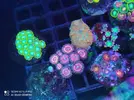 [TodoMarino.com] Corales, peces y equipos varios - Valencia