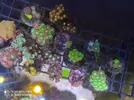 [TodoMarino.com] Corales, peces y equipos varios - Valencia