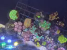 [TodoMarino.com] Corales, peces y equipos varios - Valencia