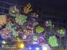 [TodoMarino.com] Corales, peces y equipos varios - Valencia