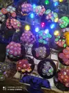 [TodoMarino.com] Corales, peces y equipos varios - Valencia