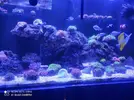 [TodoMarino.com] Corales, peces y equipos varios - Valencia