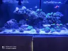 [TodoMarino.com] Corales, peces y equipos varios - Valencia