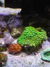 [TodoMarino.com] Corales, peces y equipos varios - Valencia