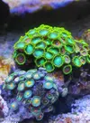 [TodoMarino.com] Corales, peces y equipos varios - Valencia