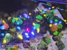 [TodoMarino.com] Corales, peces y equipos varios - Valencia