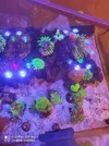 [TodoMarino.com] Corales, peces y equipos varios - Valencia