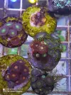 [TodoMarino.com] Corales, peces y equipos varios - Valencia