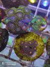 [TodoMarino.com] Corales, peces y equipos varios - Valencia
