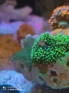 [TodoMarino.com] Corales, peces y equipos varios - Valencia