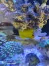 [TodoMarino.com] Corales, peces y equipos varios - Valencia