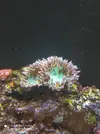 [TodoMarino.com] Corales, peces y equipos varios - Valencia