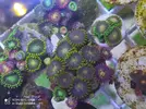 [TodoMarino.com] Corales, peces y equipos varios - Valencia
