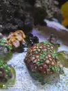 [TodoMarino.com] Corales, peces y equipos varios - Valencia