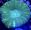 [TodoMarino.com] Scolymia Australis doble green - Granada y envíos