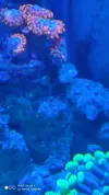 [TodoMarino.com] Regalo zoas