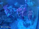 [TodoMarino.com] Regalo zoas