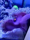 [TodoMarino.com] Cambio Anemona Magnifica XL