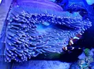 [TodoMarino.com] Cambio Anemona Magnifica XL